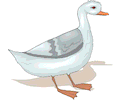 Goose 22