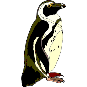 Penguin 24