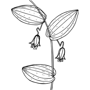 Clasping-leaved twisted stalk