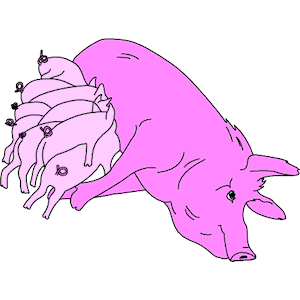 Pig Feeding Piglets