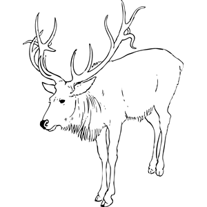 reindeer stag