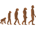 evolution steps