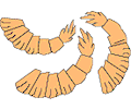 Shrimp 01
