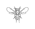 chalcidfly