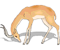 Antelope 22