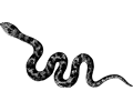 Ring-necked cobra