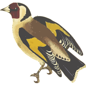 Goldfinch (isolated)