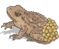 Frog 026
