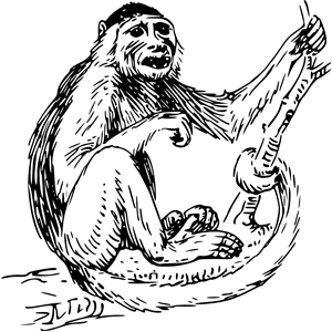 Capuchin monkey 02