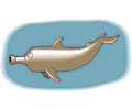 Dolphin - Bottlenose