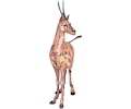 Gazelle 9