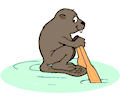 Beaver Rowing