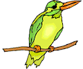 Kingfisher 03