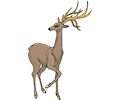 Deer 32