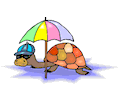 Turtle Under The Shade Of An Umbrella 