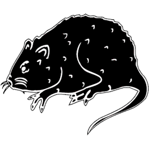 Rat 3
