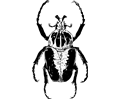 Goliath atlas beetle