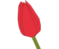 tulip2