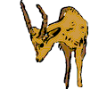 Antelope 03