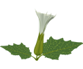 Stramonium Flower