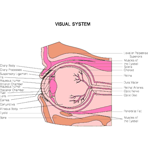 Chart - Eye