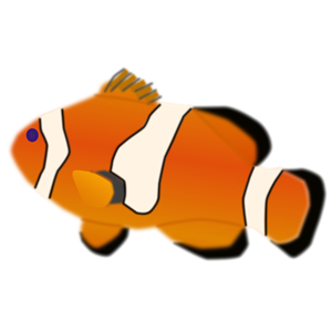 Aquarium fish - Amphiprion percula