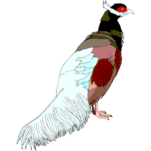 Pheasant - Brown Eared