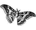 Silkworm as a moth