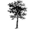 Tree (diospyros ebenum)