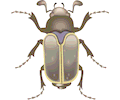 Beetle 11