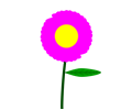 Fucsia flower