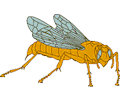 Flying Insect 10