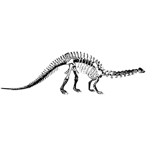 Brontosaurus skeleton