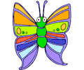 Butterfly 06