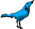 Bird 05